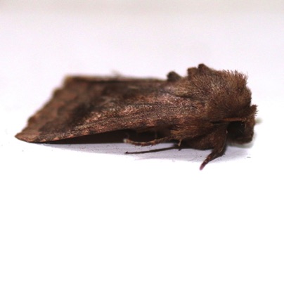 Unknown Moth